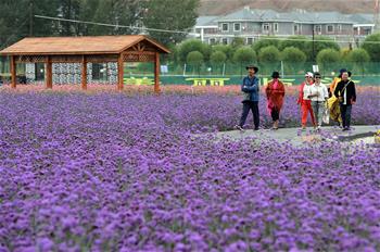 甘肃：乡村旅游让农民享受“绿色收益”