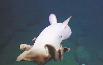 小飛象章魚現身海底