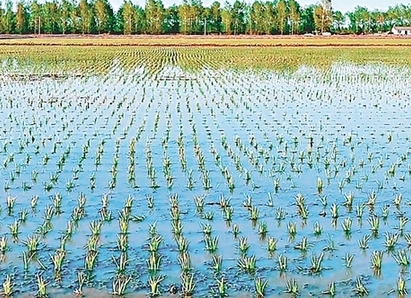 建三江千萬畝水稻插秧告捷
