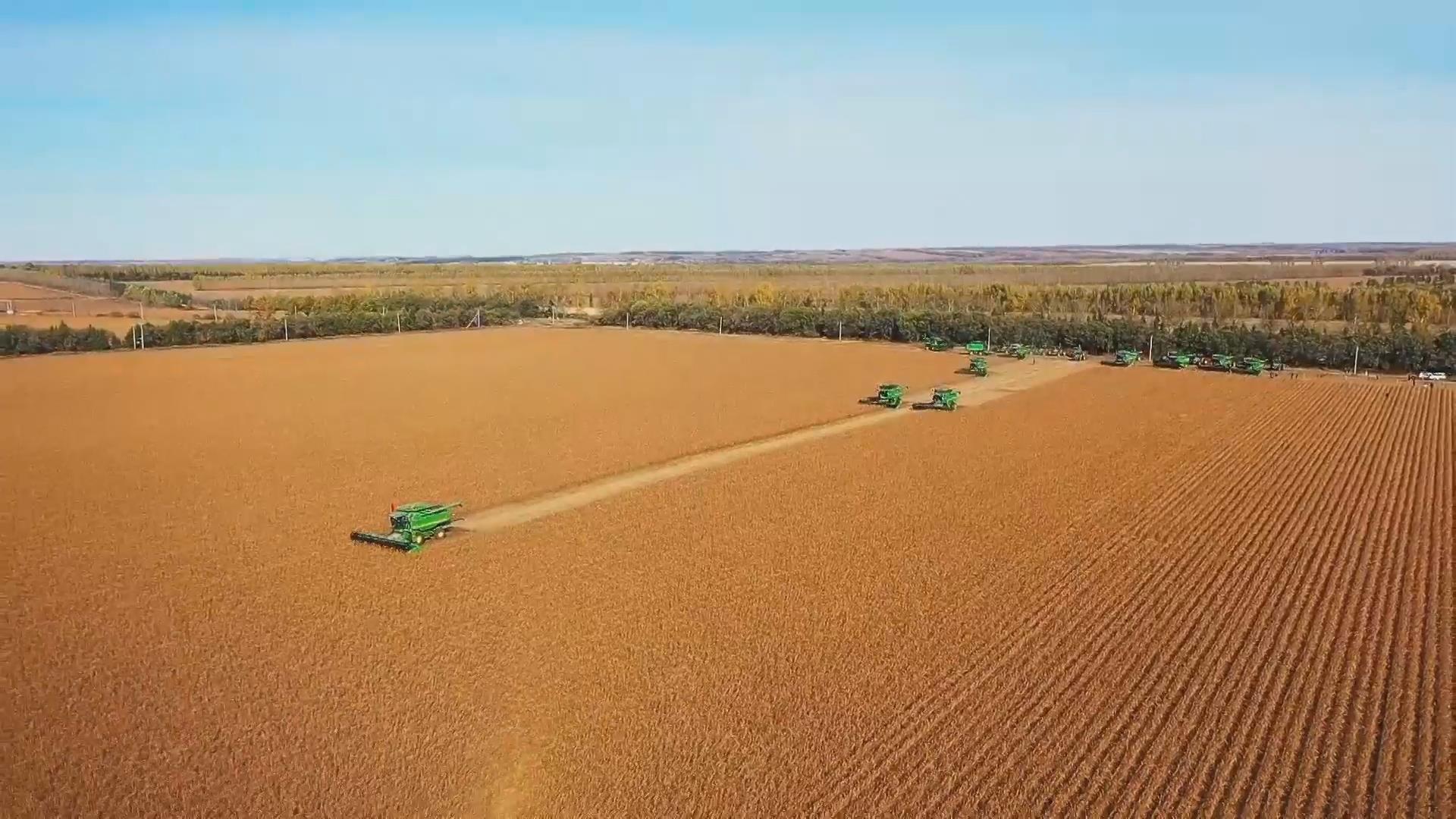 金秋时节，北大荒九三256万亩大豆迎丰收