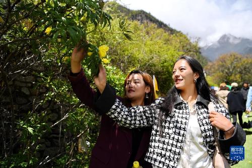 新華全媒+|持續發展生態旅遊——“西藏江南”大花黃牡丹花開引客來