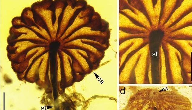 科学家发现迄今最古老的完整蘑菇化石