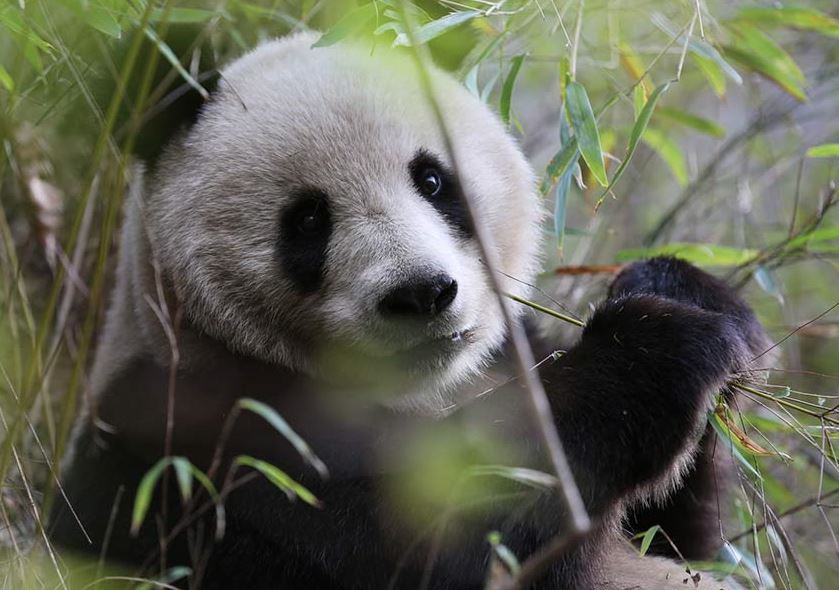 大熊猫野外哺乳温情瞬间首次被拍
