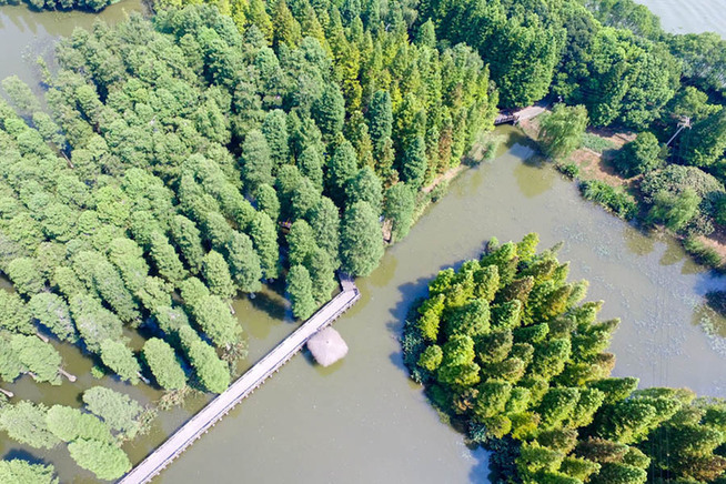 航拍上海青西郊野公园 60亩水上森林池杉奇观