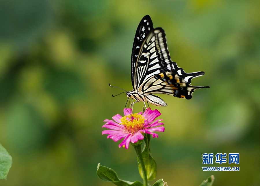 8月27日,美丽的蝴蝶在一种叫节节高的花朵上采蜜.