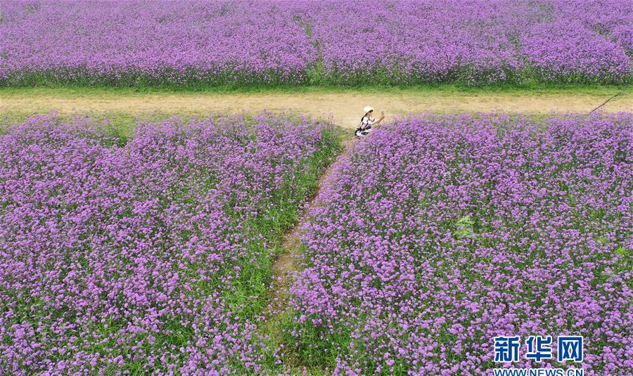 （新华视界）（4）天津：紫色花海扮靓城市景观