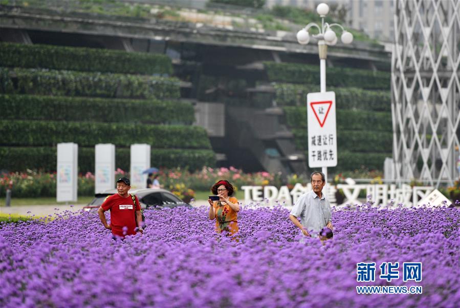 （新华视界）（5）天津：紫色花海扮靓城市景观