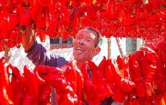 新疆哈密：三塘湖辣椒火红丰收