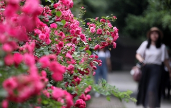 杭州花圃 月季競香