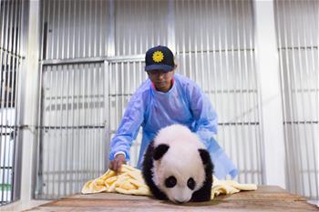 旅馬大熊貓的馬來西亞“奶爸”