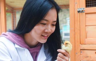 女留学生返乡创业养土鸡