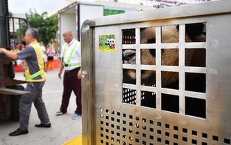 大熊猫首次安家海南岛