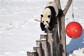 大熊猫迎来了又一个雪季