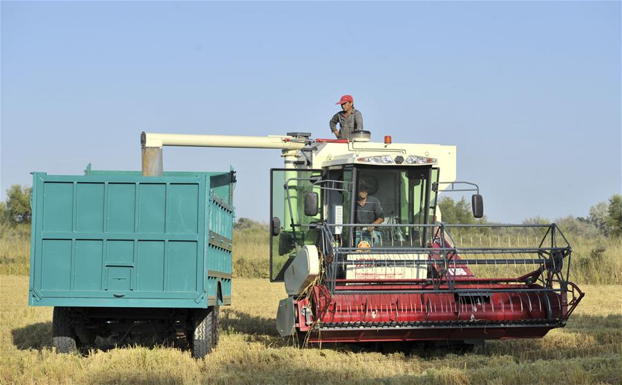 （经济）（2）新疆伊犁：稻田收割忙