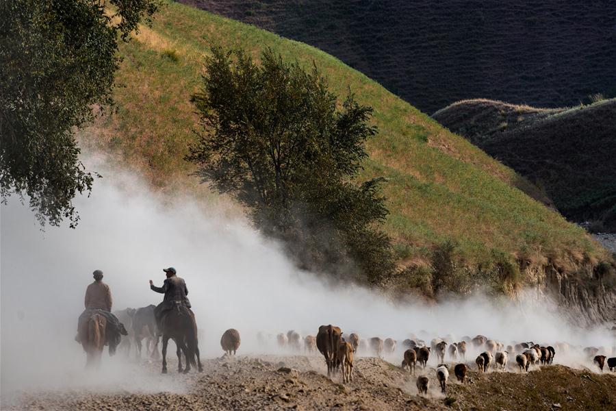 #（社会）（7）新疆伊犁河谷牧民开始秋季转场 