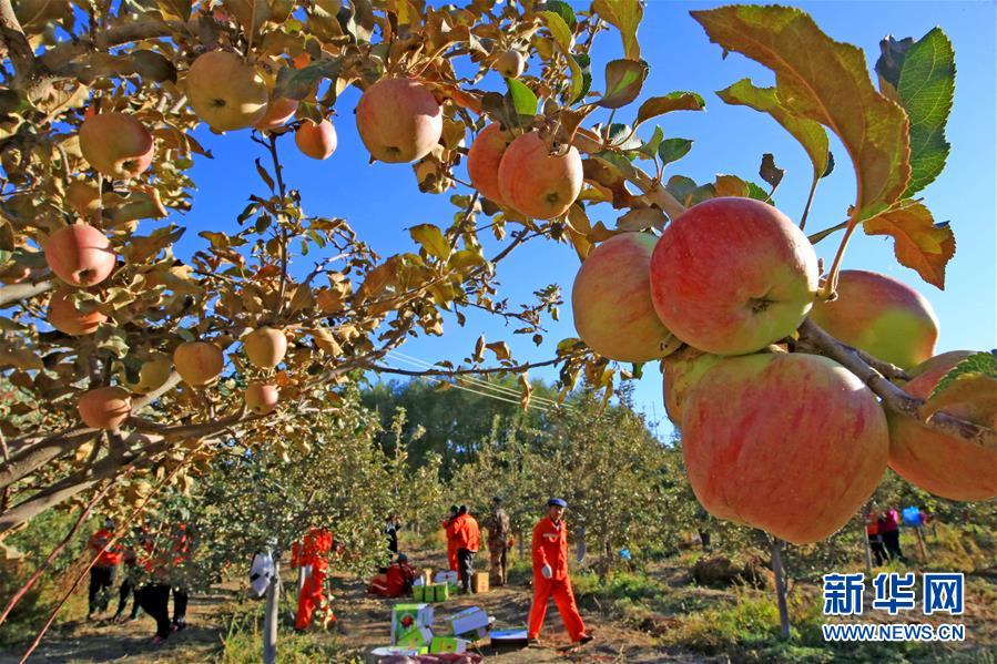 #（农业）（1）新疆哈密：生态苹果红伊吾