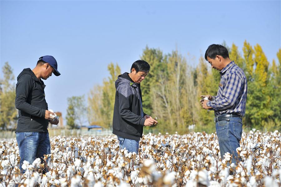 （社会）（5）“高兴农民专业合作社”里的采棉季