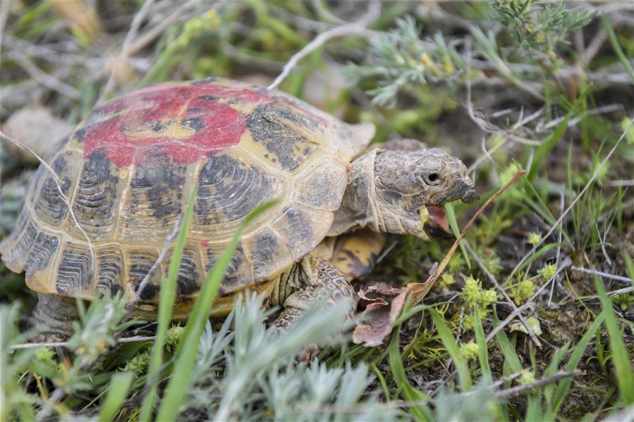 （环境）（1）新疆加大对濒危物种四爪陆龟的保护力度