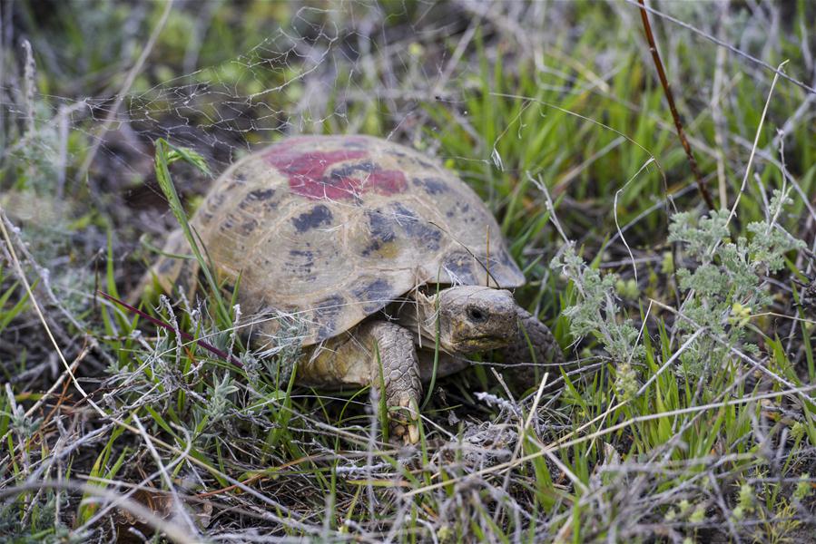 （环境）（2）新疆加大对濒危物种四爪陆龟的保护力度
