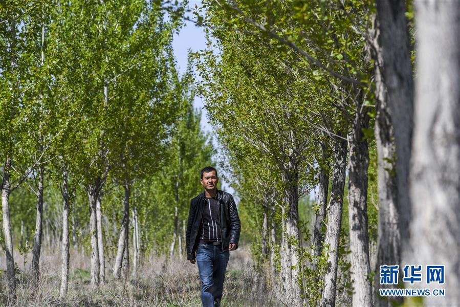 （环境）（3）新疆察布查尔：生态+扶贫效益双收