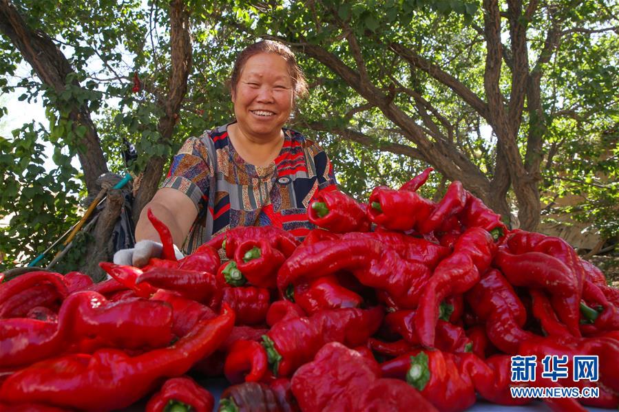 #（经济）（4）新疆哈密：三塘湖辣椒火红丰收