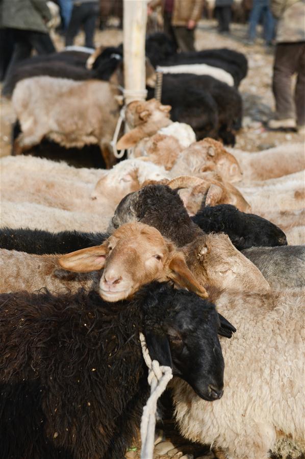 （社会）（5）新疆喀什：冬日火热的“牛羊巴扎”
