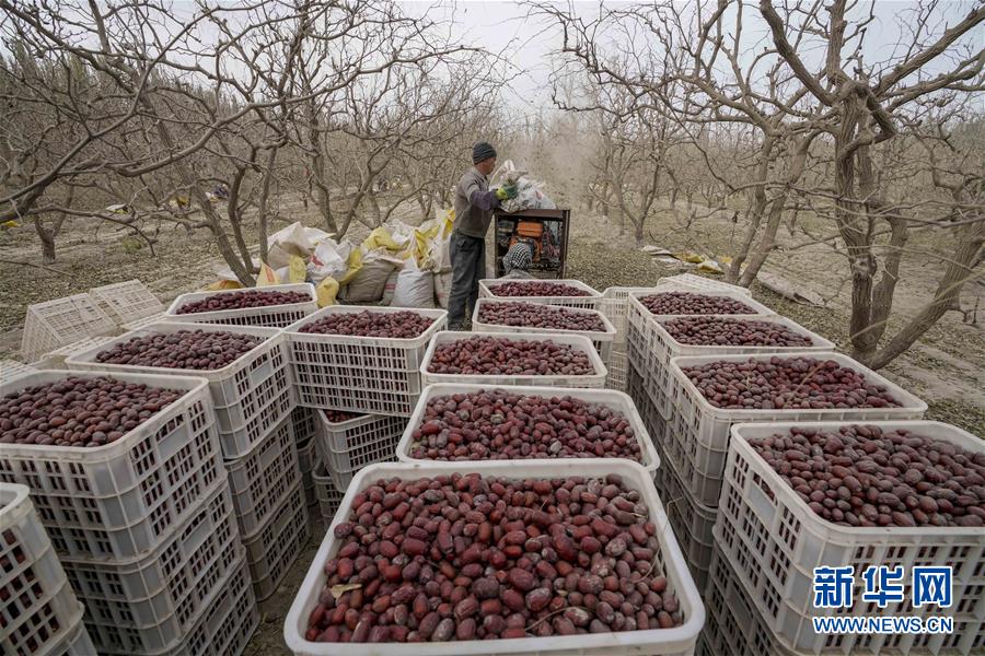 （经济）（2）新疆：红枣富农家