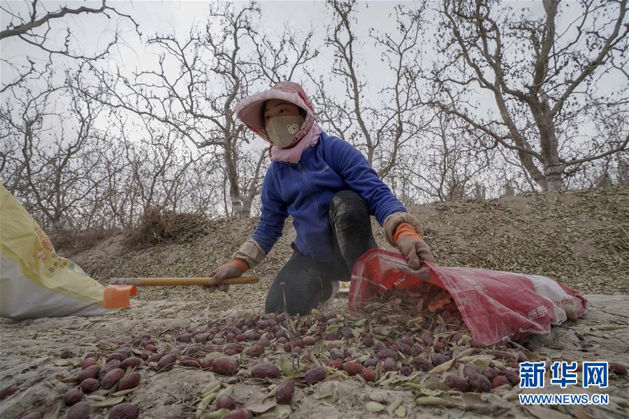 （经济）（4）新疆：红枣富农家