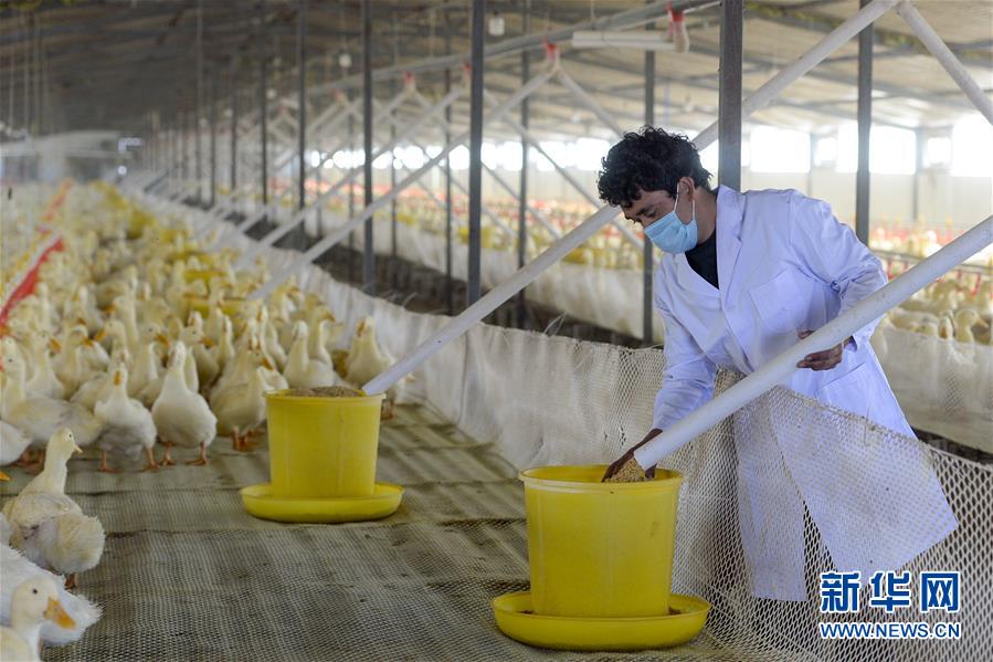 （經濟）（1）新疆洛浦縣：小鴨子做成大産業
