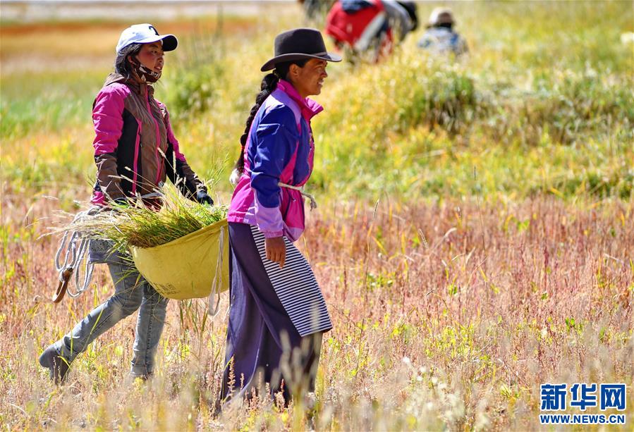 （经济）（5）西藏迎来饲草收割季