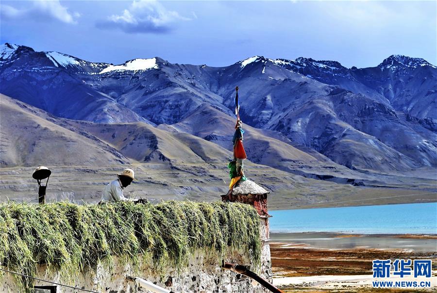 （经济）（6）西藏迎来饲草收割季