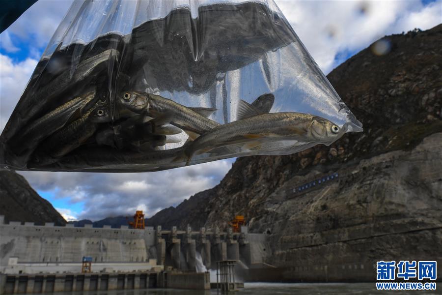 （XHDW）（2）西藏藏木水电站向雅鲁藏布江放流珍稀土著鱼