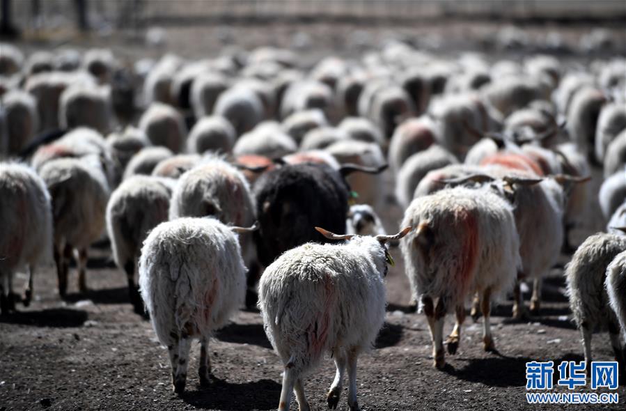 （XHDW）（1）西藏牧区千年习俗——羊净身