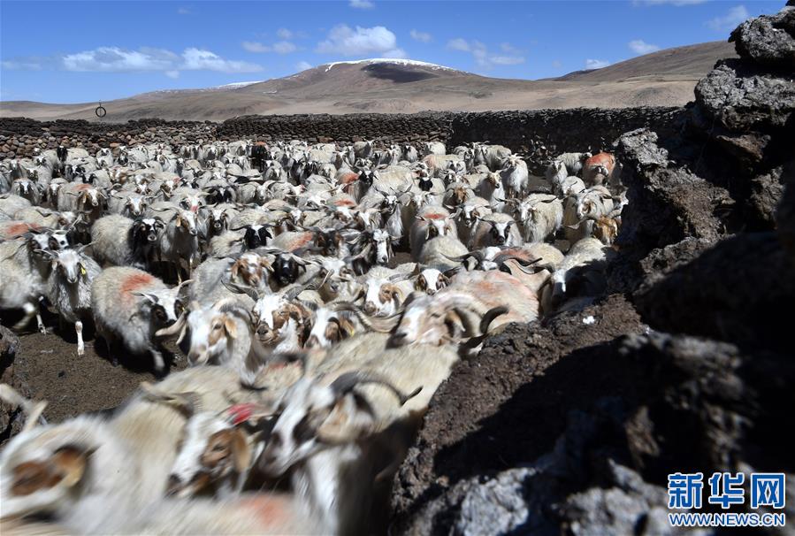 （XHDW）（2）西藏牧区千年习俗——羊净身