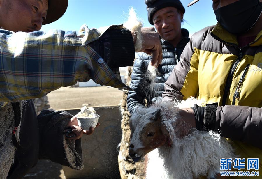 （XHDW）（3）西藏牧区千年习俗——羊净身