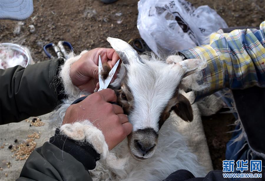 （XHDW）（4）西藏牧区千年习俗——羊净身