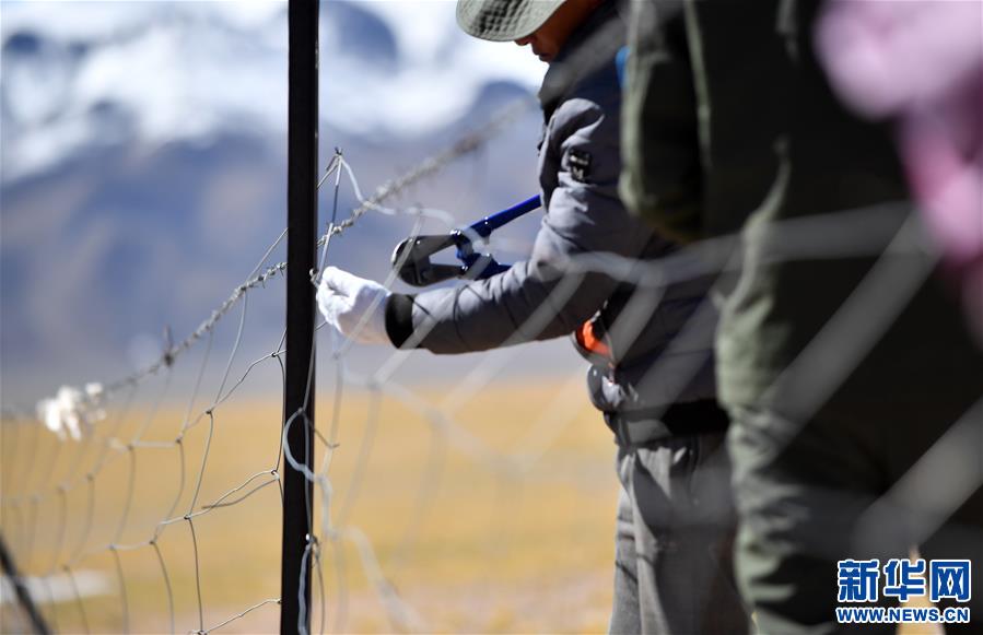 （图文互动）（1）西藏羌塘国家级自然保护区启动网围栏拆除工作