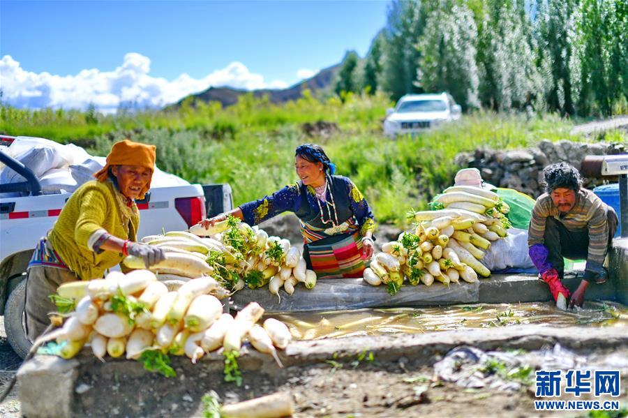 （脱贫攻坚）（1）西藏日喀则“萝卜小镇”喜获丰收