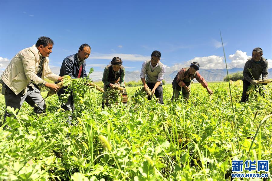 （脱贫攻坚）（4）西藏日喀则“萝卜小镇”喜获丰收