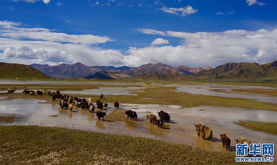 （生态）（1）西藏：雅江源头沙化治理成效显著