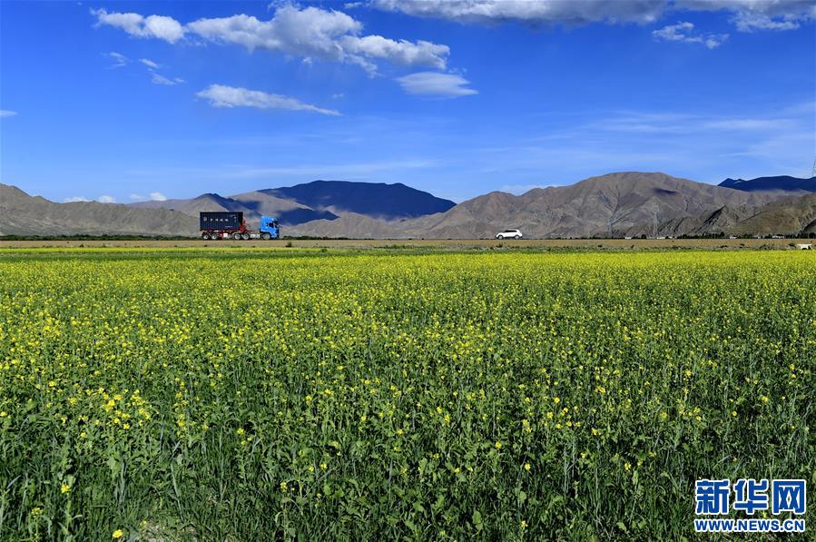 这是日喀则桑珠孜区的油菜花(6月22日摄).新华社记者 张汝锋 摄