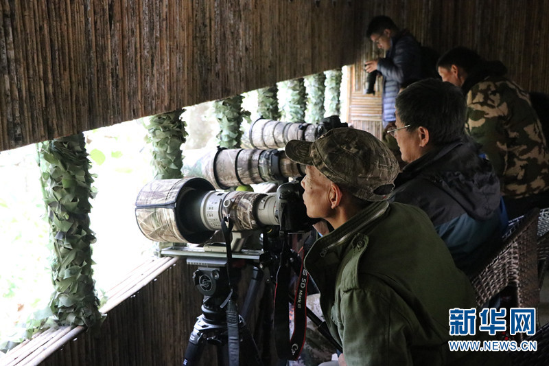 首届国际观鸟对抗赛上,摄影爱好者在鸟塘里拍摄.新华网 邵维岑 摄