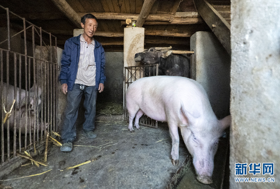 昆明宜良县马街镇华家营村委会沙坡地村小组,母庆生在自家的新猪圈里