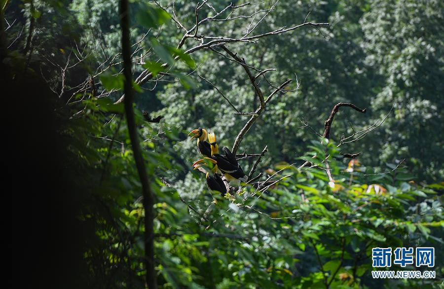 （图文互动）（1）云南德宏拍摄到双角犀鸟雏鸟出巢珍贵影像