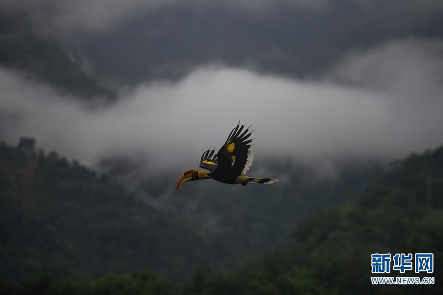 （图文互动）（7）云南德宏拍摄到双角犀鸟雏鸟出巢珍贵影像