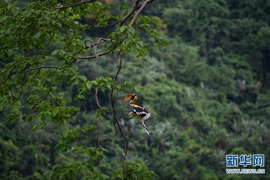 （图文互动）（8）云南德宏拍摄到双角犀鸟雏鸟出巢珍贵影像