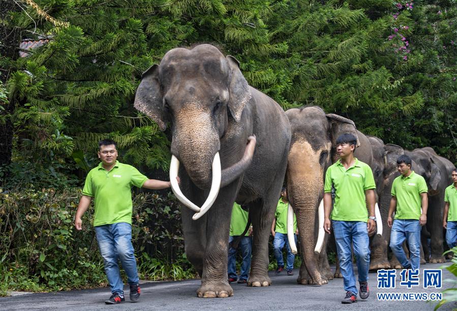 （圖文互動）（2）雲南西雙版納舉行“世界大象日”公益活動