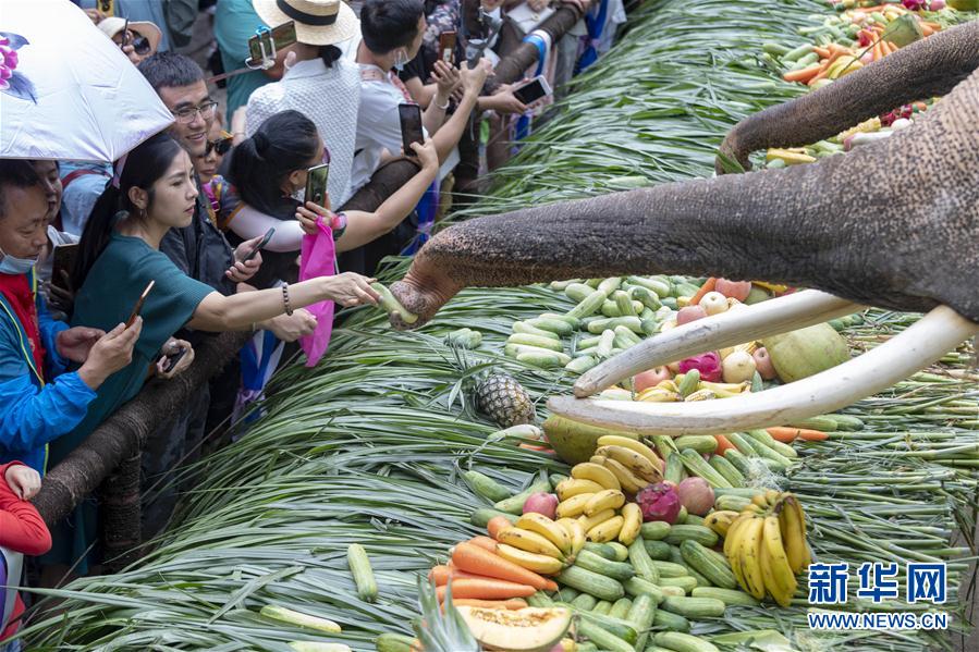（圖文互動）（6）雲南西雙版納舉行“世界大象日”公益活動
