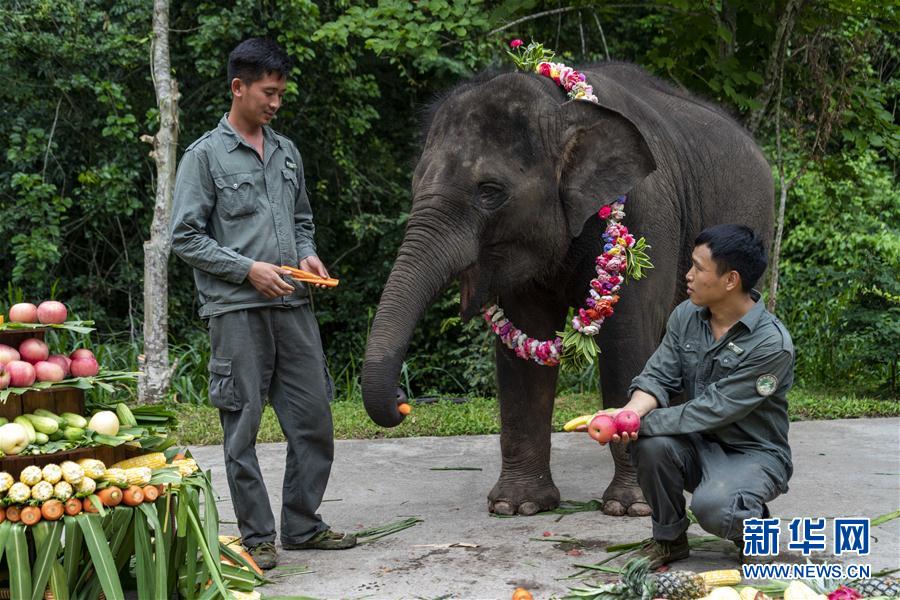 （社會）（2）雲南西雙版納：大象“羊妞”五歲啦！