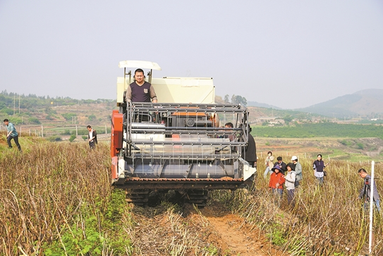 联合收割机开进云南山区食用豆类作物可机械化收获-新华网